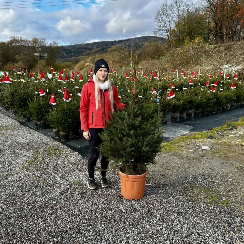 Smrek obyčajný (Picea abies) - výška 140-175 cm, kont. C25L